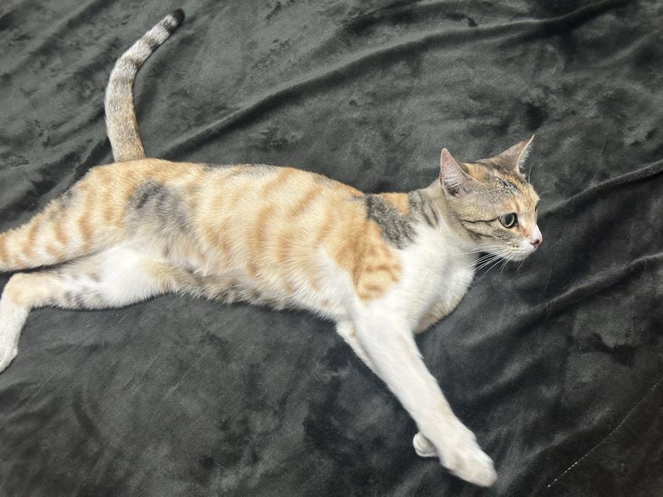 Отдам кошку в хорошие руки