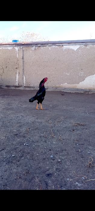 Дакан қораз сатылады