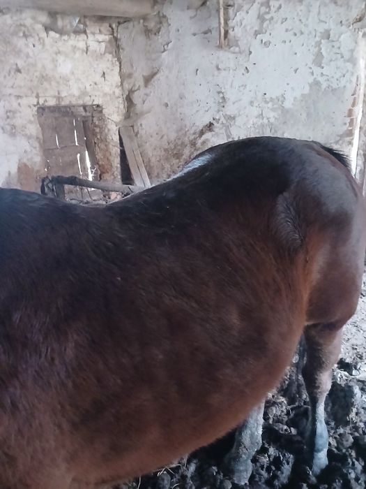 De vanzare cal castrat de 13 ani