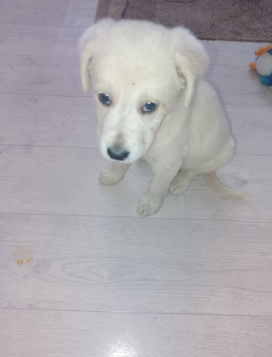 Лабрадор ротвейлер