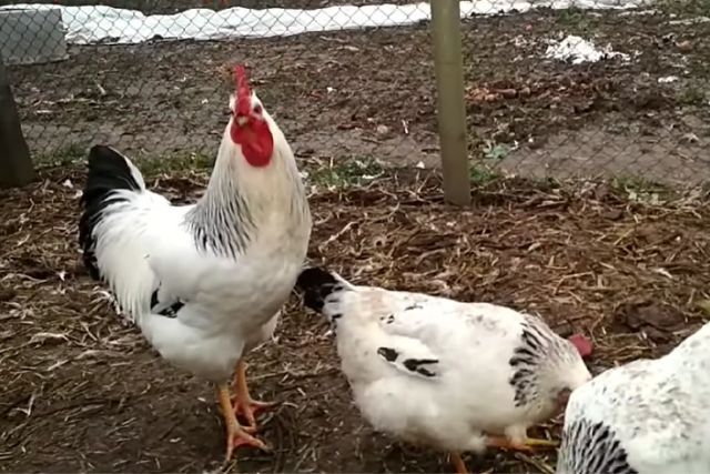 Адлерский товуқлар