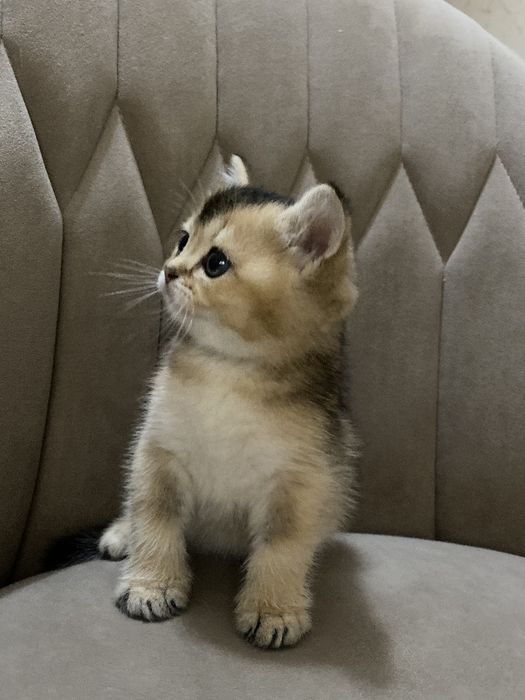 Продам Британские котята шиншилла