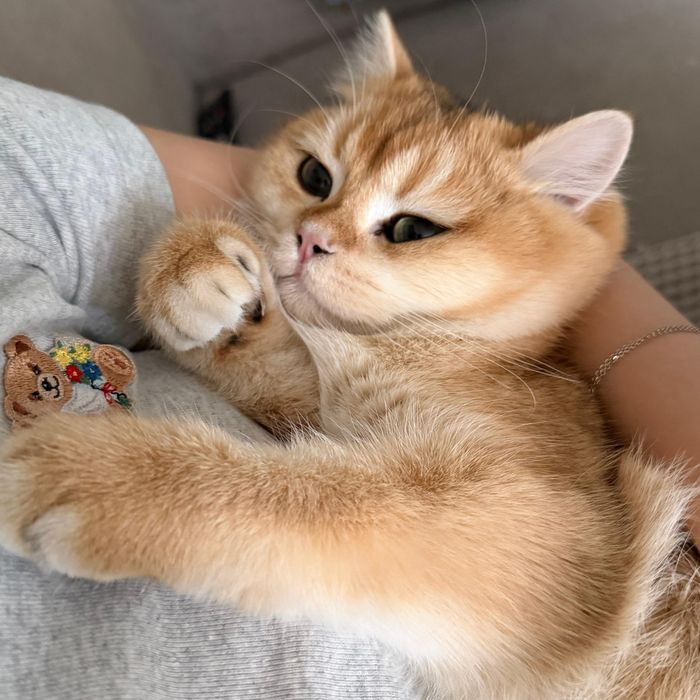 Британский котик золотая шиншилла