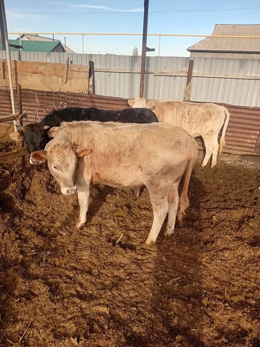 Тёлки жирные 1.5 годовалые