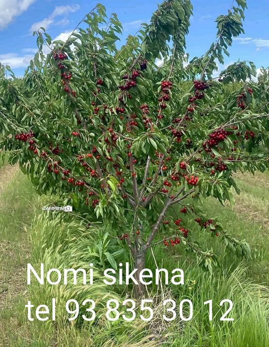 Karlek VA polekarel mevali kuchatlar