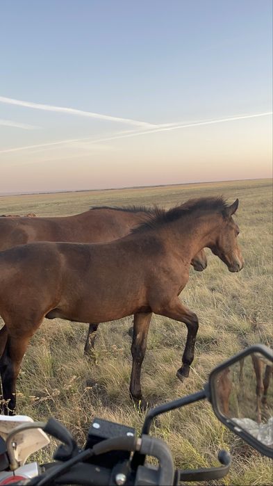 Еркек жабағы 2025