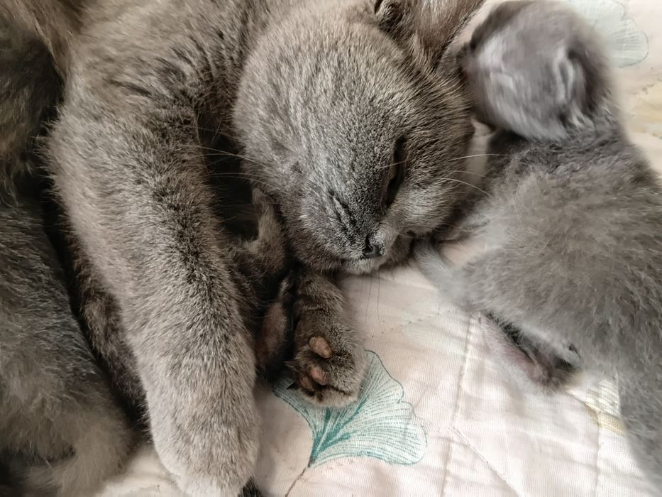 Британский котята