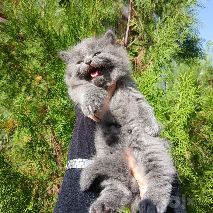 Продаётся шотландский котята