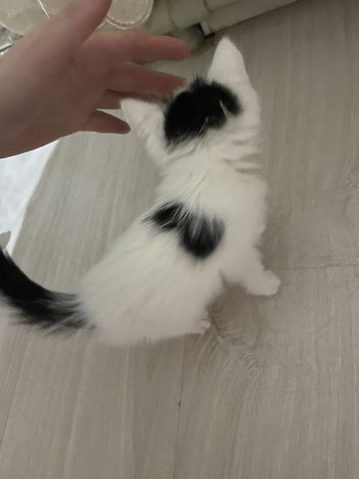 Бесплатно котенок