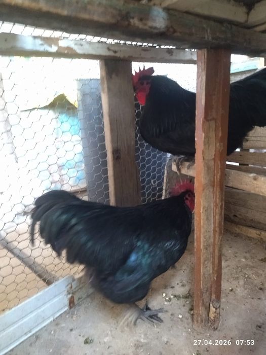 Продам петухов астролоп