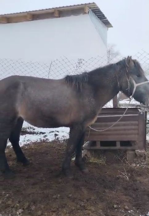 продаю кунан жылкы