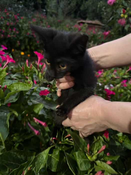 Отдам котят в заботливые руки