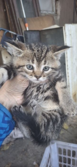 Отдам котёнка в хорошие руки