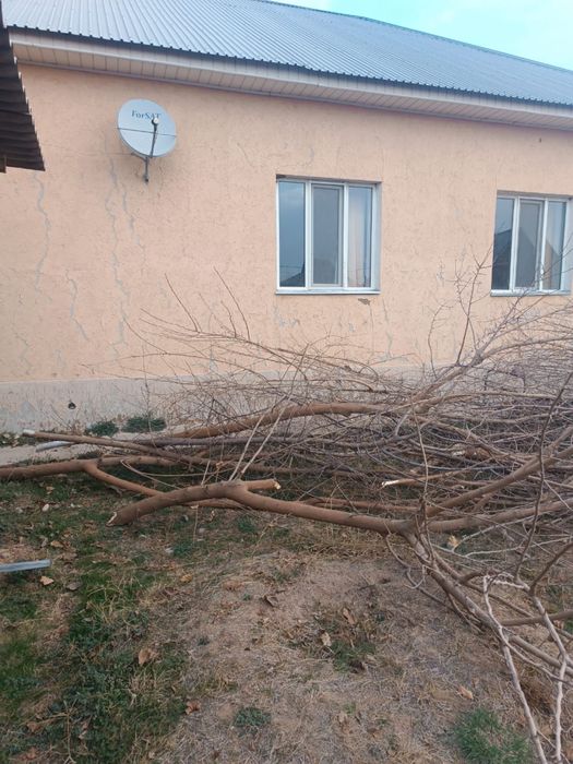 Бутактар берыледы Тегын адрес: Таскен