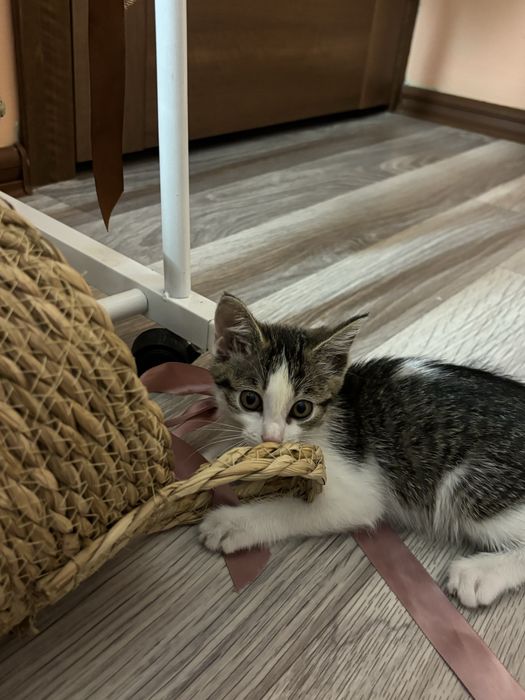 Котенок в добрые руки