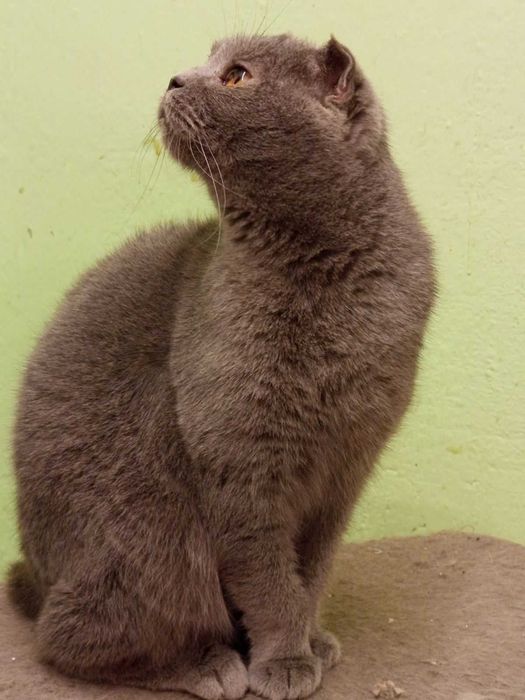 Шотландски момичета