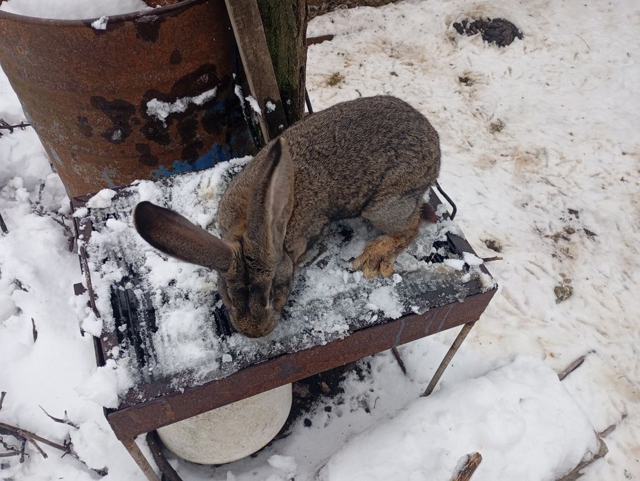 Iepuroi Urias German Gri  (tânăr)