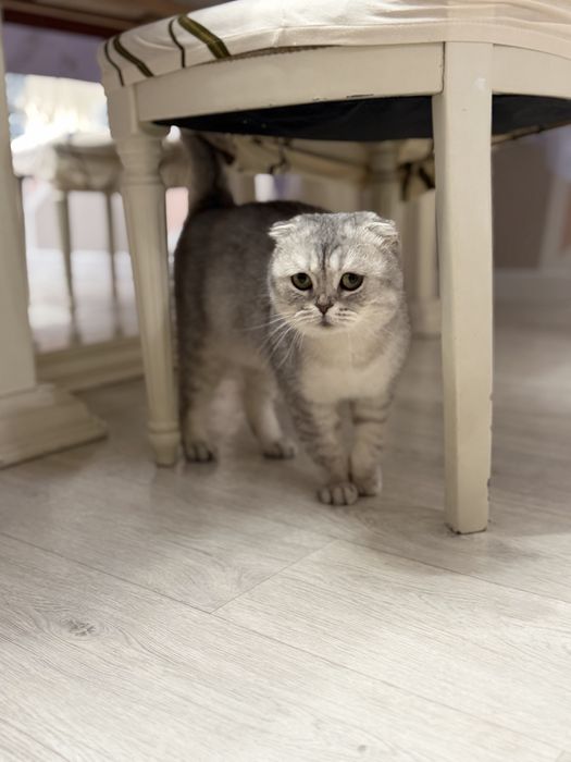 Ищем жениха для вязки Кошечки