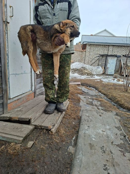 Продам щенков ,,Алабай,,,