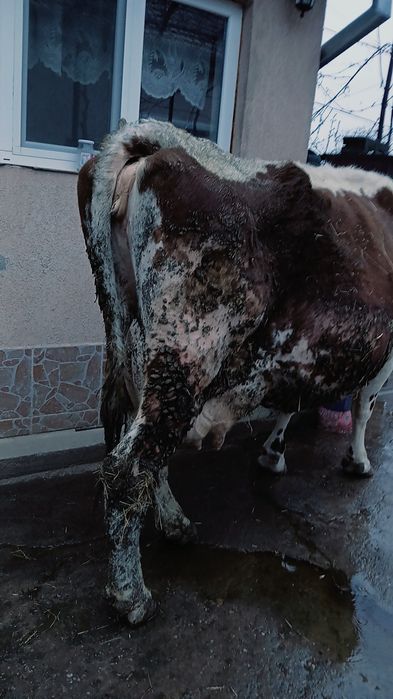 Vând vaca gestantă în 5 luni