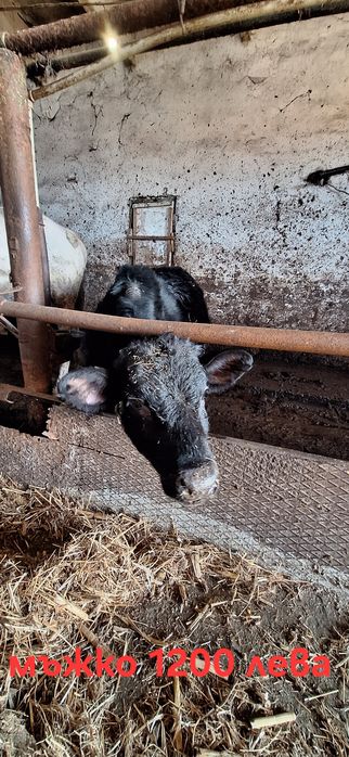 Телета 2 мъжки и 2 женски варненско