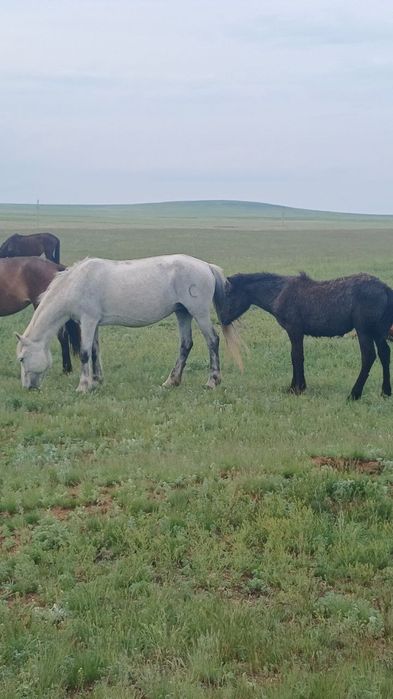 Семіз ту бие сатылады!