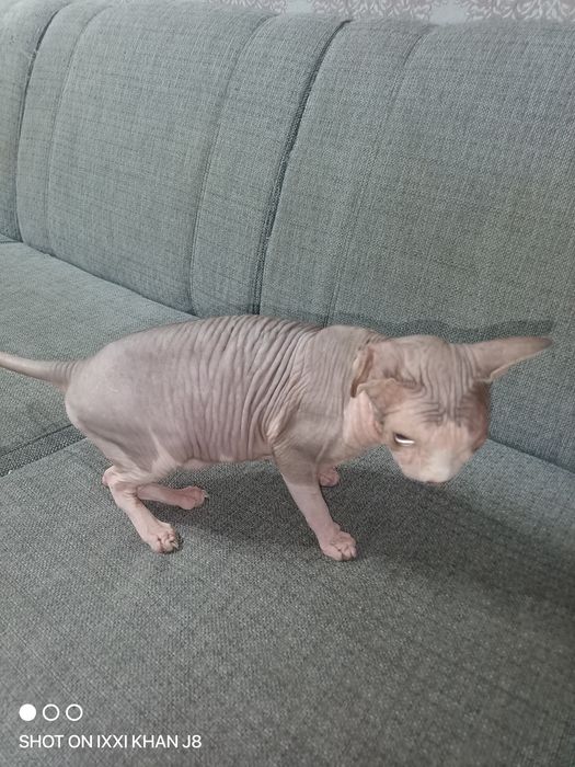 Отдам кота в хорошие руки