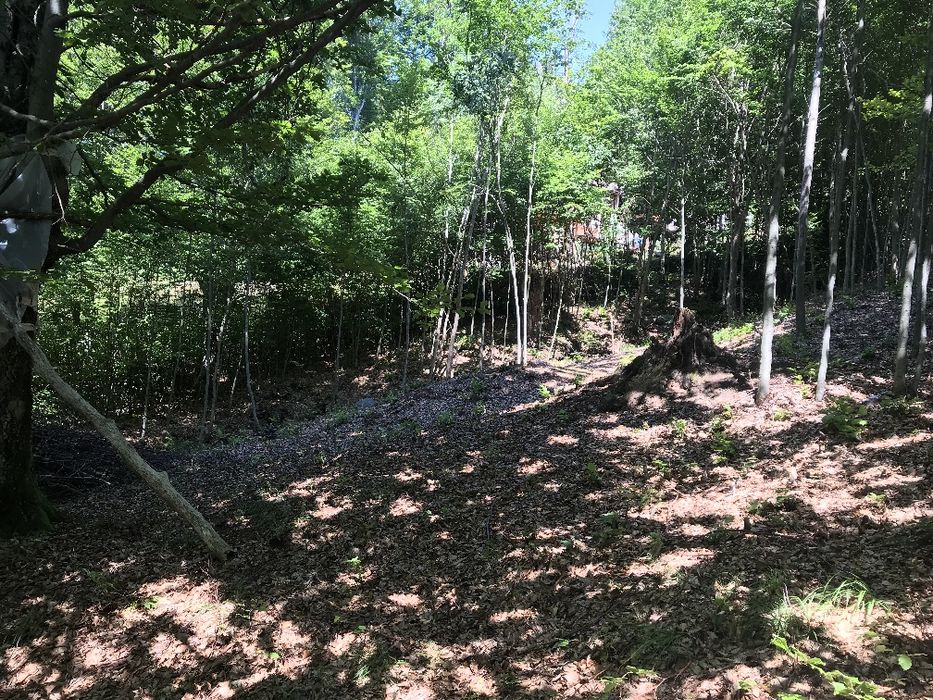 Teren intravilan 649 mp – Zona Rusu, la marginea pădurii