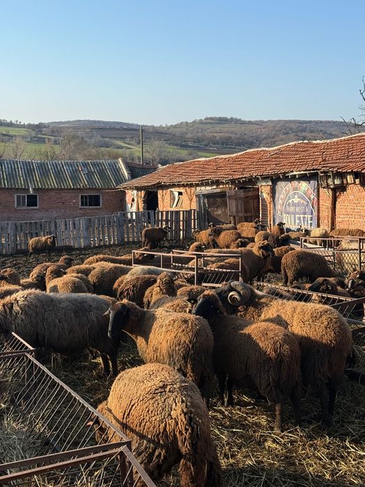 200 броя овце карнобатска местна порода