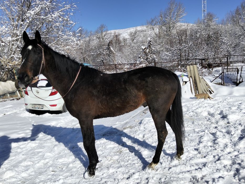 Айгыр сатылады!!