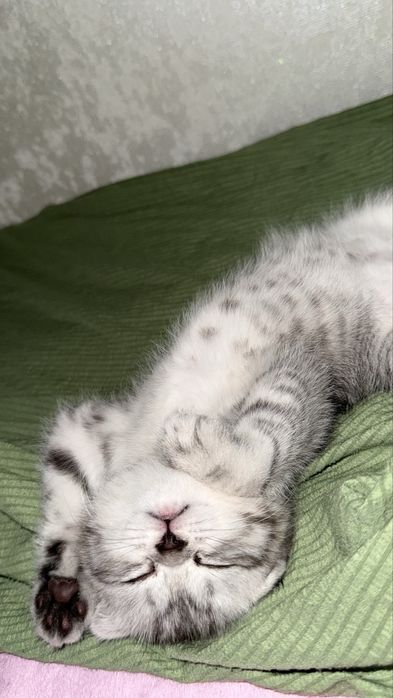 Шотландская вислоухая котенок