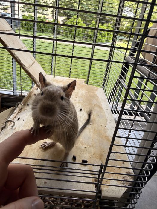 Vând veverițe Degu, împreună cu cușca și accesoriile