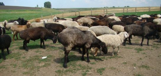 Продам баранов. Кой сатамыз