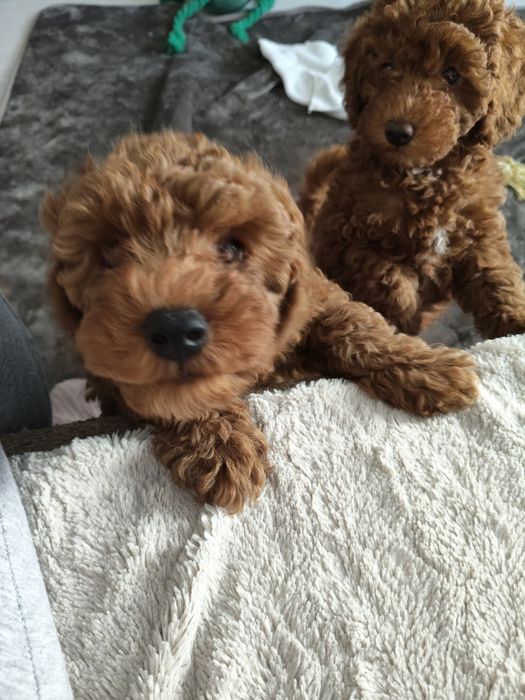 Poodle pitic red