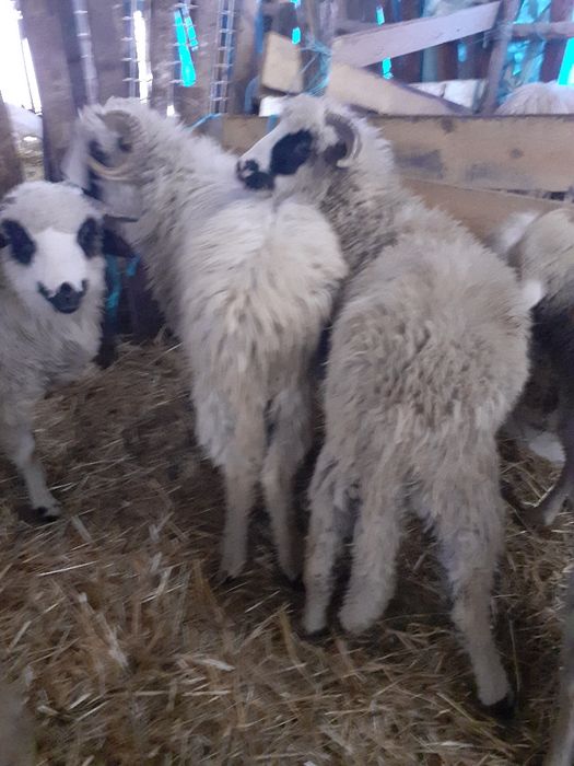 Disponibil 4 miei berbecuți