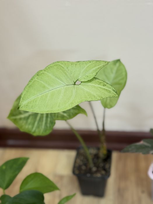 Отростки по 1000 тенге