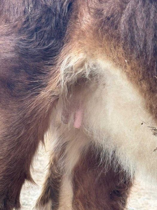 Құнажын буаз сиыр