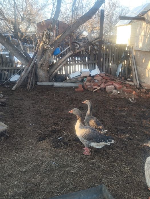 Продам гусака одного