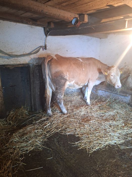 Vând 2 vaci de lapte