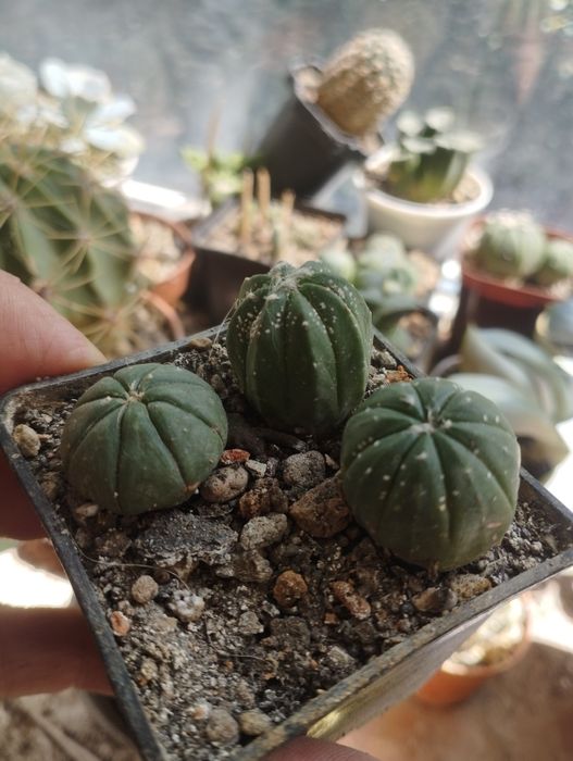 Суккуленты , Кактусы продаю