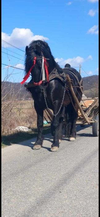 Vând armasar cu acte în regula!