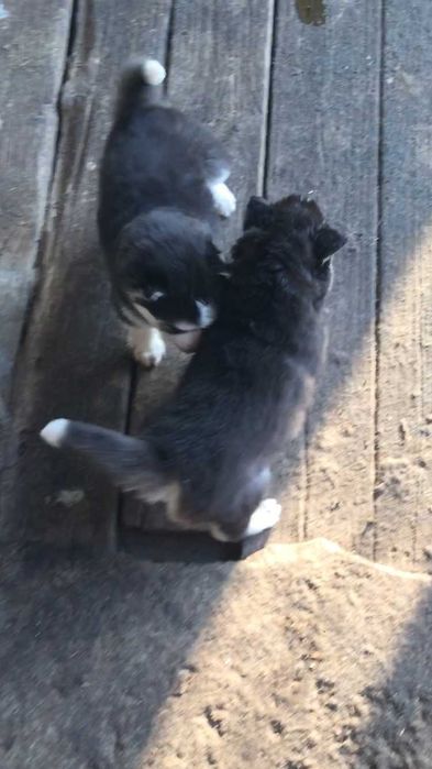 Голубоглазый красавец хаски из питомника