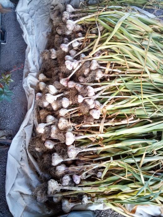 Продаю чеснок домашний крупный