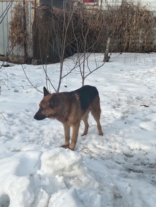 Продам овчарку кабель