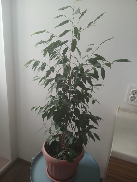 Продам цветы, Фикус.