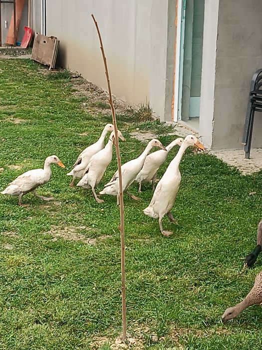 Rate alergătoare