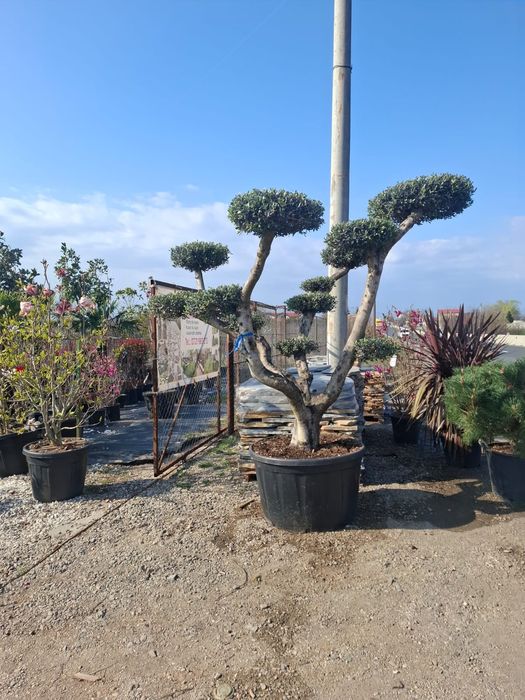 Plante ornamentale decorative asiguram livrare și plantare