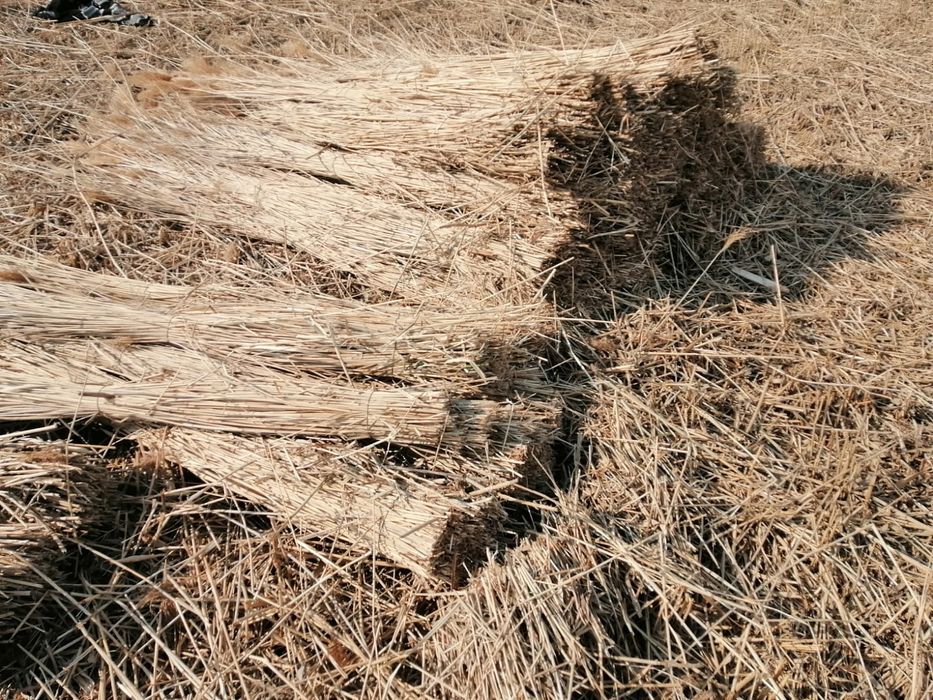 Maldari și snopi de stuf