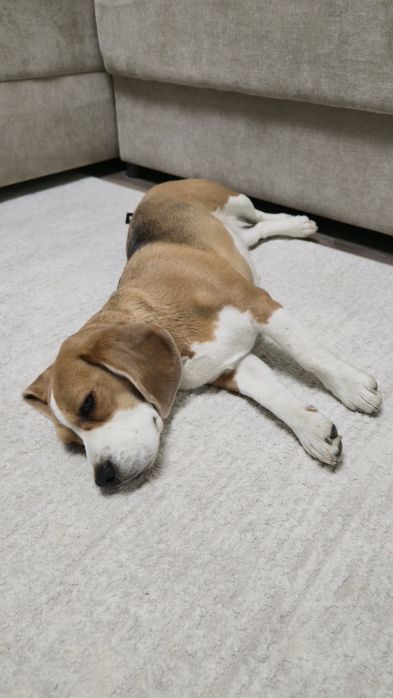 Продам Бигля, девочка