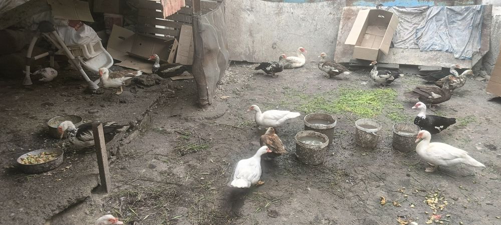 Продаются домашние утки